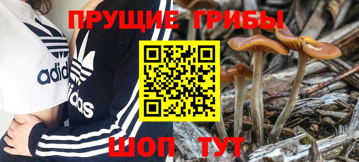 Псилоцибиновые грибы Cubensis Лиски